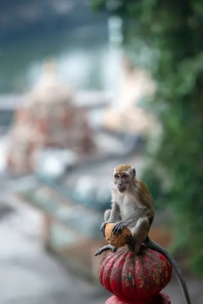 Holy Place Buddha Malaysia Top Mountain Cave Wild Monkeys Live —  Fotos de Stock