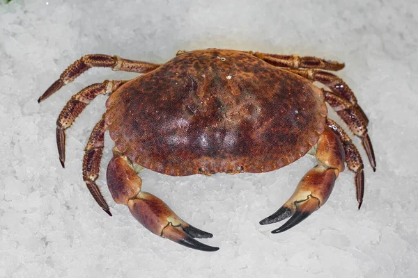 Live Far Eastern Crab Ice Russia Seafood — Fotografia de Stock