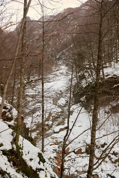 Winter Azerbaijan Zagatala Reserve Border Russia High Mountains Wild Forest — Fotografia de Stock