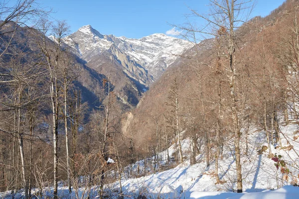 Winter Azerbaijan Zagatala Reserve Border Russia High Mountains Wild Forest — 图库照片