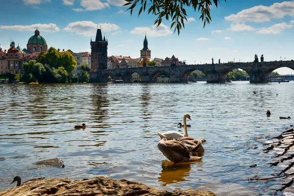 Beautiful Panorama Beautiful View Canal Prague Swans Shore Waiting People — Foto Stock