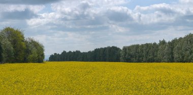Canola field beautiful panorama beautiful