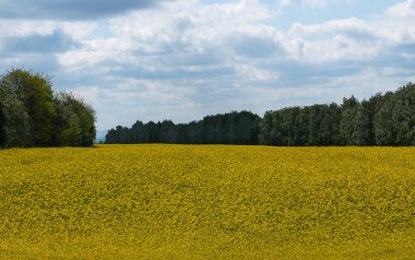 Canola field beautiful panorama beautiful