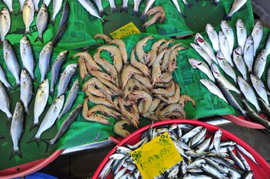 Fish shop bazaar is the most popular in Istanbul Turkey, there is also the most rays of the fish restaurant
