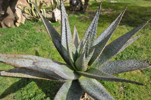 Aloe Vera Plant Rare Plant Growing Italy —  Fotos de Stock