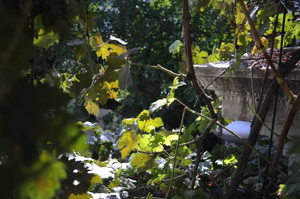 Grapes growing in the yard harvesting soon