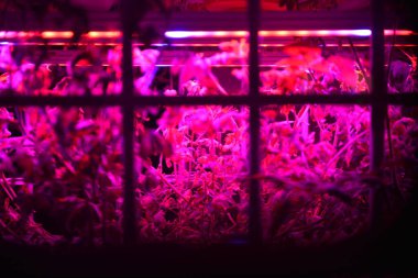Marijuana grows under light hydroponics Netherlands Amsterdam