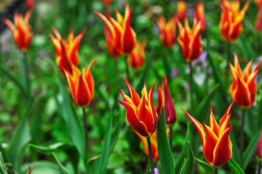 Beautiful tulips juicy colors beautiful to look at and smell