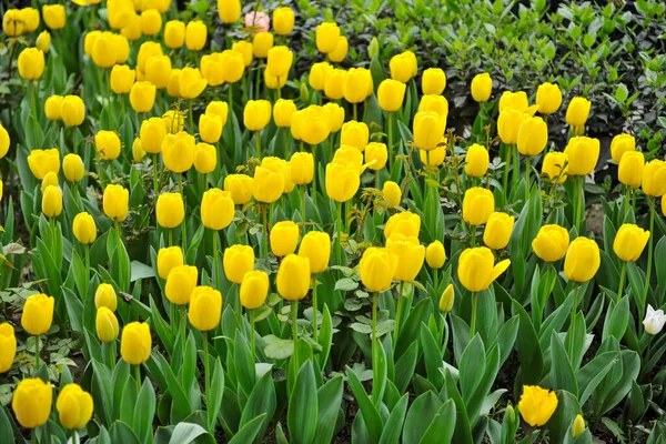 Beautiful tulips juicy colors beautiful to look at and smell