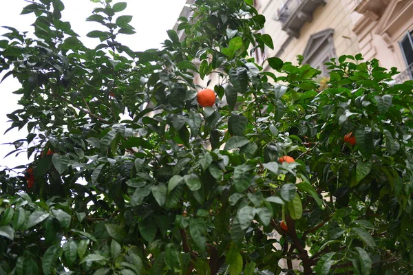 Gorgeous Italy Palermo city center on the streets clean and beautiful