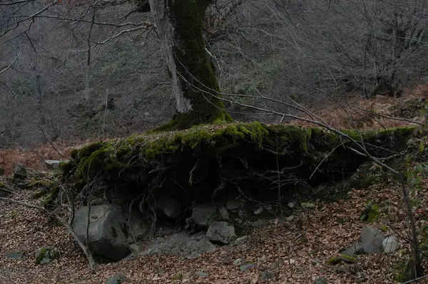 Nature Reserve Views Beautiful Mountains Azerbaijan Rivers Inaccessible Places Perennial — Stockfoto