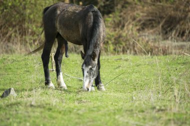 A large horse with a large thick appliance is ready for mating
