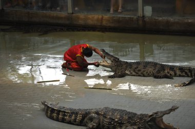 The guy sticks his hand deep into the mouth of a large crocodile, it is risky not to repeat the predator