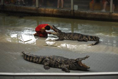 The guy sticks his hand deep into the mouth of a large crocodile, it is risky not to repeat the predator