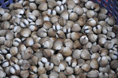 Exotic food seashells that I tasted for the first time in Thailand