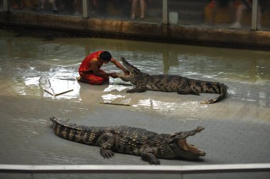 The guy sticks his hand deep into the mouth of a large crocodile, it is risky not to repeat the predator