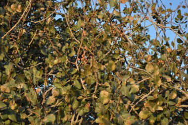 Pistachio tree in Gala Azerbaijan Museum