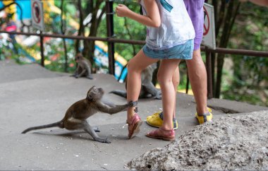 The monkey grabbed the girl by the leg and asks for luring food waiting for a treat from people is a very smart animal