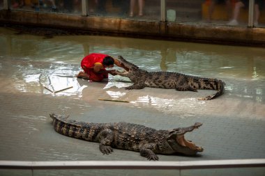 The guy sticks his hand deep into the mouth of a large crocodile, it is risky not to repeat the predator