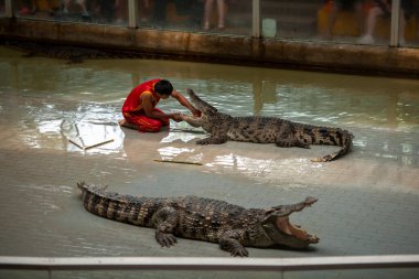 The guy sticks his hand deep into the mouth of a large crocodile, it is risky not to repeat the predator