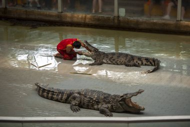 The guy sticks his hand deep into the mouth of a large crocodile, it is risky not to repeat the predator