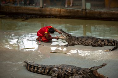 The guy sticks his hand deep into the mouth of a large crocodile, it is risky not to repeat the predator