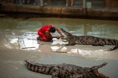 The guy sticks his hand deep into the mouth of a large crocodile, it is risky not to repeat the predator