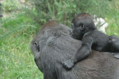 Gorilla family kids in captivity