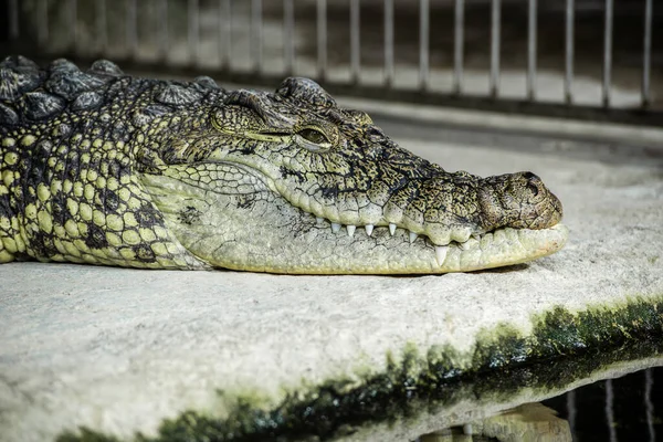 Big crocodile close-up with sharp teeth young