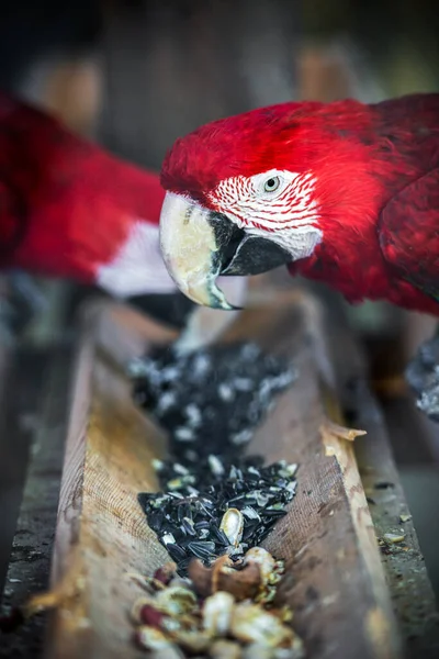 Most Beautiful Colorful Parrots World Couple Love — Stock Fotó