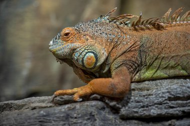 large lizard iguana of beautiful colors from the amazon