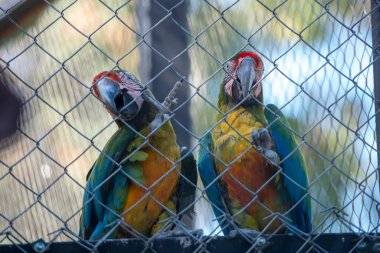 The most beautiful and colorful parrots in the world a couple in love