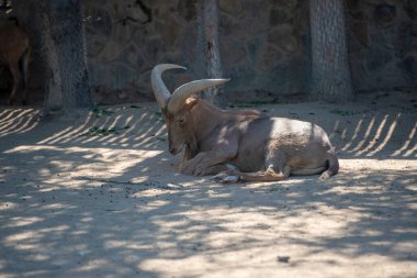 Mountain goat mouflon near close-up