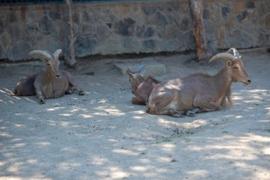 Mountain goat mouflon female near close-up