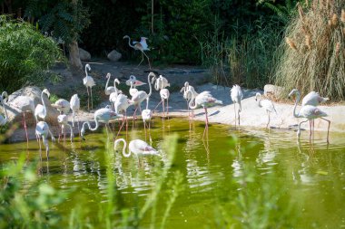 Wildlife pink flamingos are looking for trying to find food in the lake