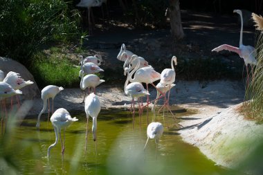 Wildlife pink flamingos are looking for trying to find food in the lake