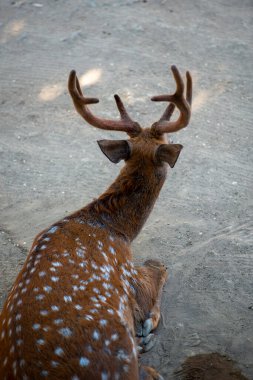 Spotted deer rare wild animal Baku zoo wild nature