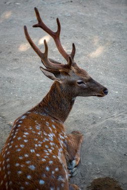 Spotted deer rare wild animal Baku zoo wild nature