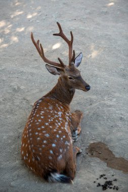 Spotted deer rare wild animal Baku zoo wild nature