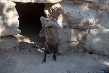 Mountain goat mouflon near close-up
