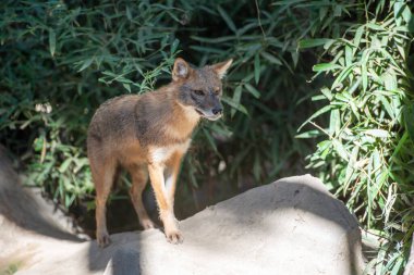 Jackal near wild beast predator