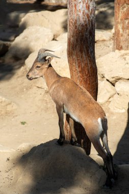 Mountain goat mouflon female near close-up