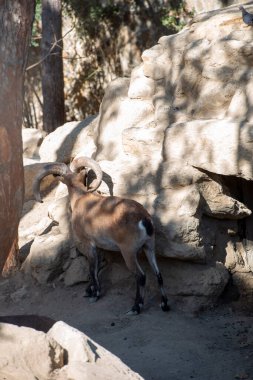 Mountain goat mouflon near close-up