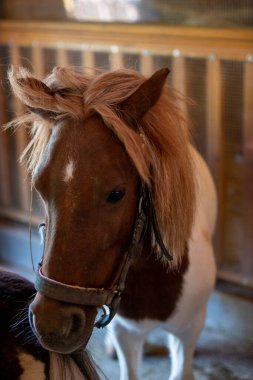 Pony horse with mane hairstyle