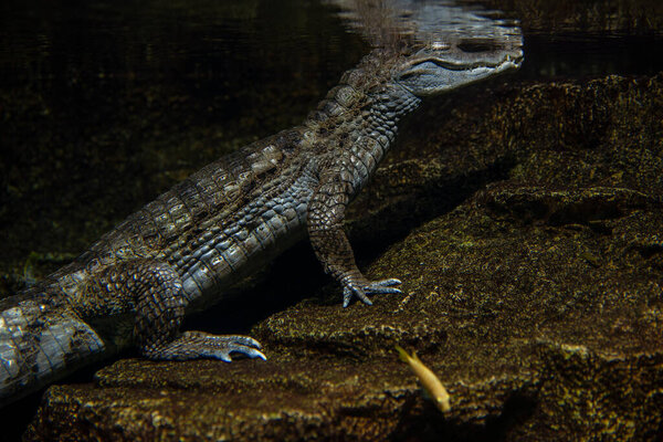 Caiman sitting in the water and waiting for the moment of hunting