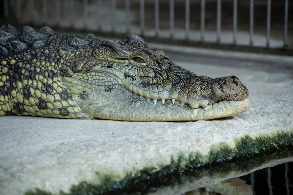 Big crocodile close-up with sharp teeth young
