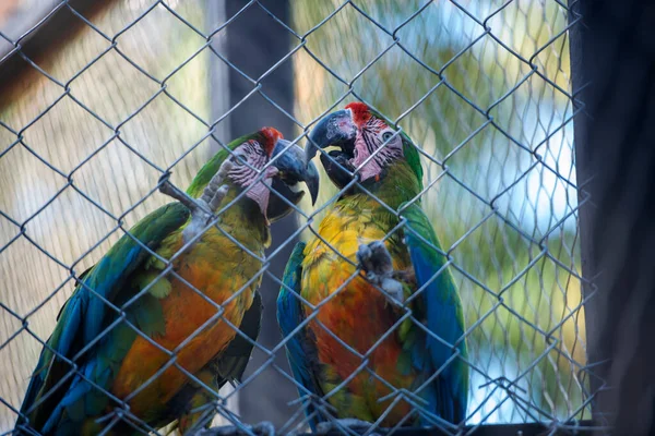 Most Beautiful Colorful Parrots World Couple Love — стоковое фото