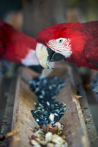 Most Beautiful Colorful Parrots World Couple Love — Stock Fotó