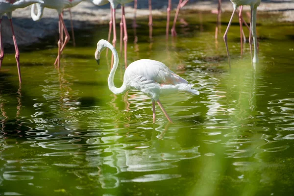 Wildlife Pink Flamingos Looking Trying Find Food Lake — Zdjęcie stockowe