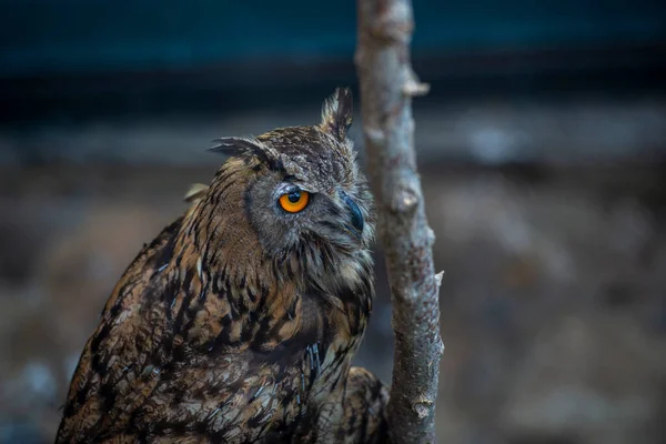 Owl Big Beautiful Eyes Sits Tree Branch — Stockfoto